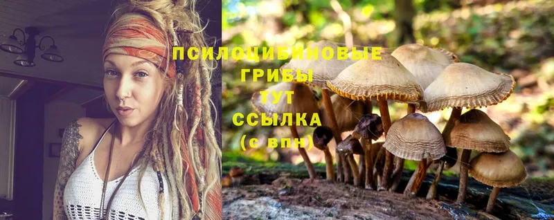 Псилоцибиновые грибы Psilocybine cubensis  Бежецк 